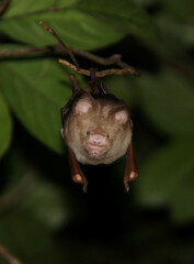Hipposideros diadema