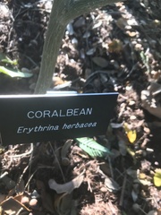 Erythrina herbacea