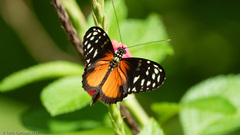 Heliconius hecale zuleika
