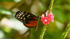 Heliconius hecale zuleika