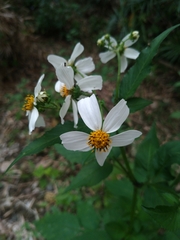 Bidens alba