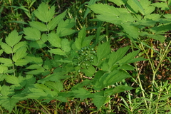 Actaea erythrocarpa
