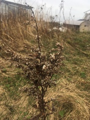 Solidago sempervirens