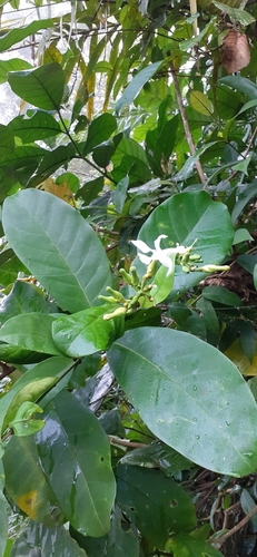 Tabernaemontana crassa