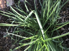 Tradescantia ohiensis