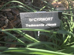 Tradescantia ohiensis
