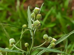 Erigeron bonariensis