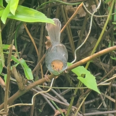 Orthotomus ruficeps
