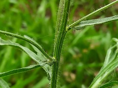 Erigeron bonariensis