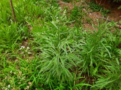 Erigeron bonariensis