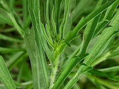 Erigeron bonariensis