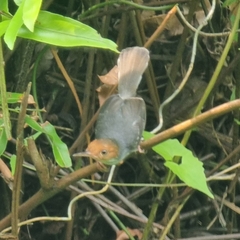 Orthotomus ruficeps
