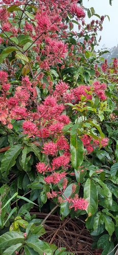 Combretum comosum image