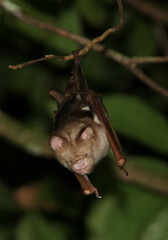 Hipposideros diadema