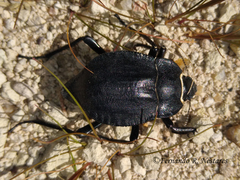 Nyctelia