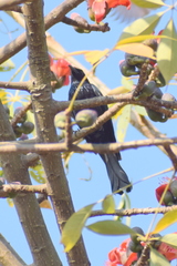 Dicrurus hottentottus