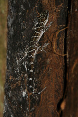 Cyrtodactylus