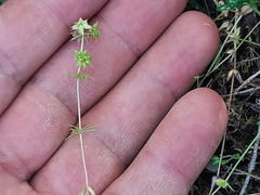Sherardia arvensis