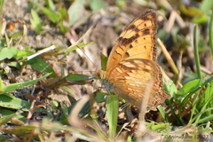 Vagrans sinha