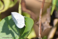 Neopithecops zalmora