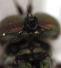 Parentia schlingeri