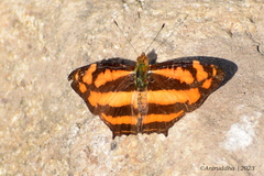 Symbrenthia lilaea