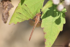 Neurothemis intermedia