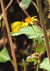 Abaeis salome jamapa