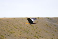 Theristicus melanopis