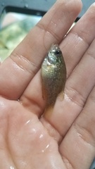 Enneacanthus gloriosus