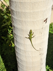 Anolis allisoni