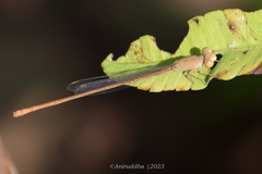 Ceriagrion olivaceum