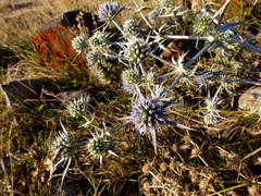 Eryngium caeruleum