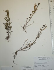 Bidens hyperborea