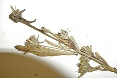 Bidens hyperborea