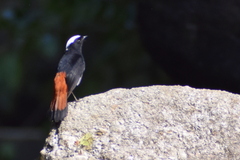 Phoenicurus leucocephalus