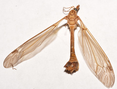 Tipula hirsuta