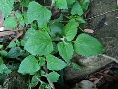 Ageratum houstonianum