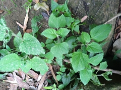 Ageratum houstonianum