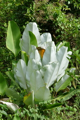 Calathea lutea