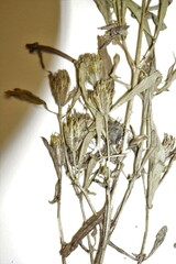 Bidens hyperborea