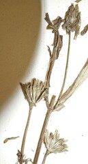 Bidens hyperborea