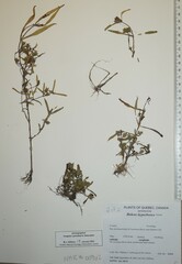 Bidens hyperborea