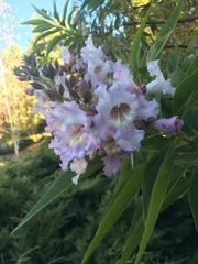 × chitalpa tashkentensis