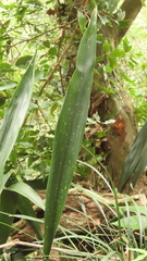 Aspidistra