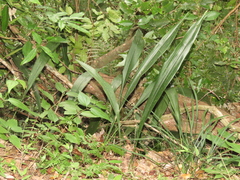 Aspidistra