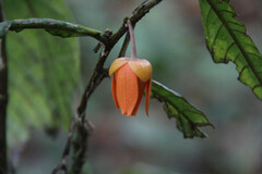 Polyalthia