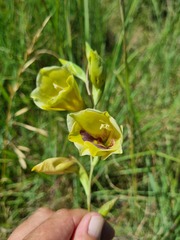 Gladiolus papilio