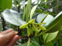 Rhizophora samoensis