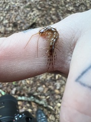 Lithobius variegatus